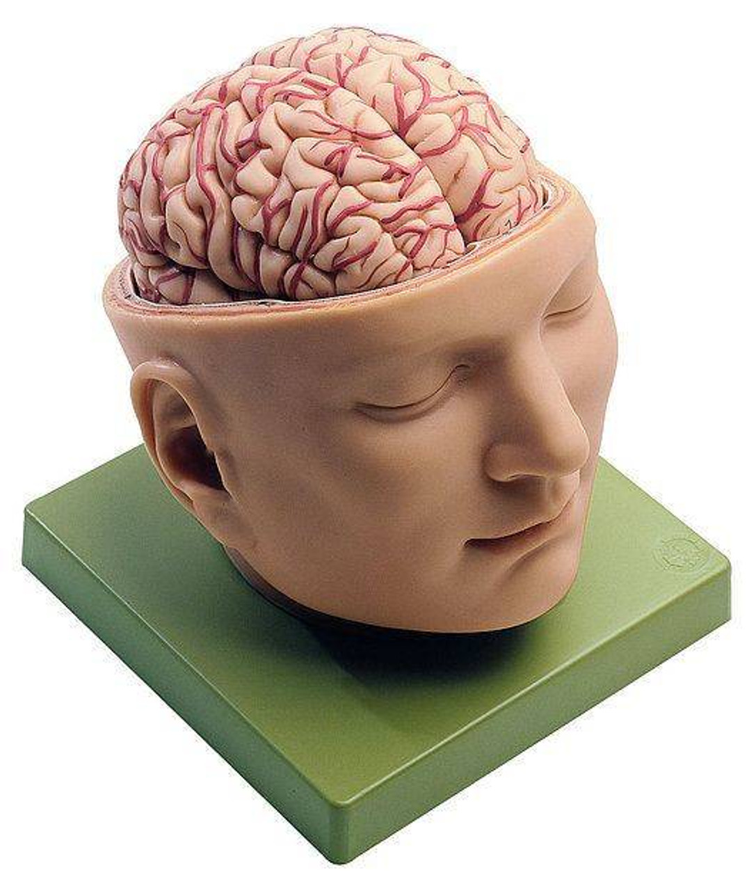 頭部模型 somso社製 Base of the Head SOMSO Neuroanatomy Head Model | Anatomy Warehouse