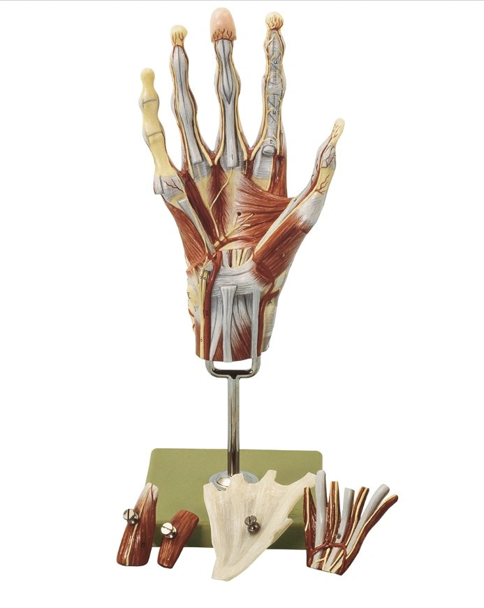 【極美品】SOMSO ソムソ 手関節 骨模型 ゴム可動 解剖 ドイツ製 教材 SOMSO Muscles of the Hand Premium Model | Anatomy Warehouse