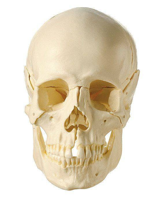 SOMSO 医療用 頭蓋骨 骨格標本 SOMSO Disarticulated Skull in 14 Pieces | Anatomy Warehouse