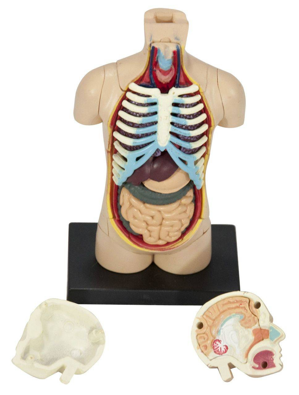 Human Torso Anatomy Model