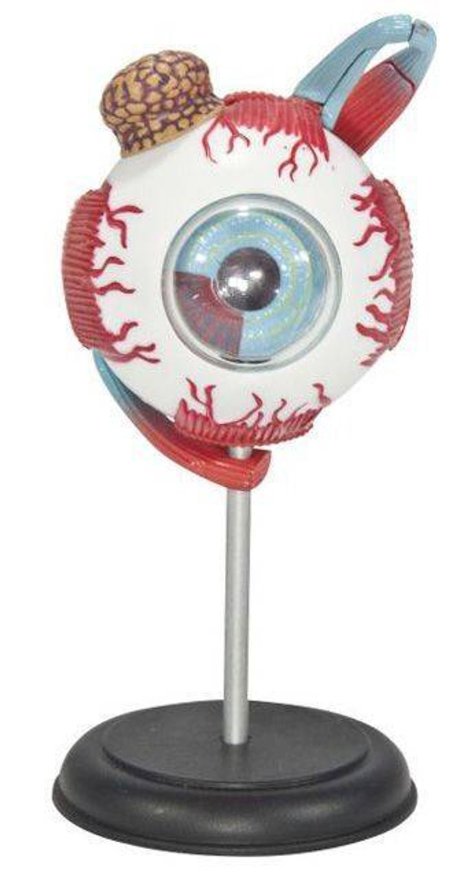 Tedco Toys - Human Eyeball Anatomy Model