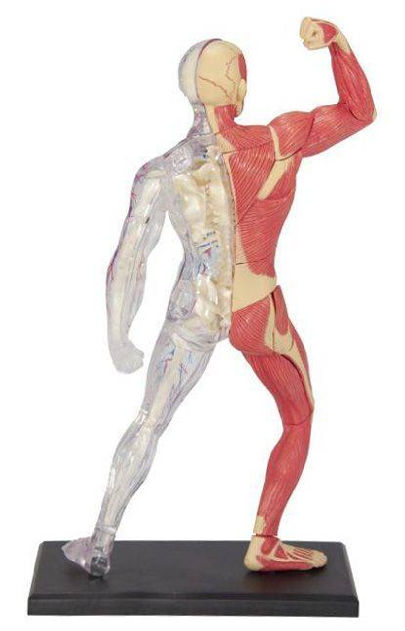 Anatomy Model Muscle and Skeleton Human