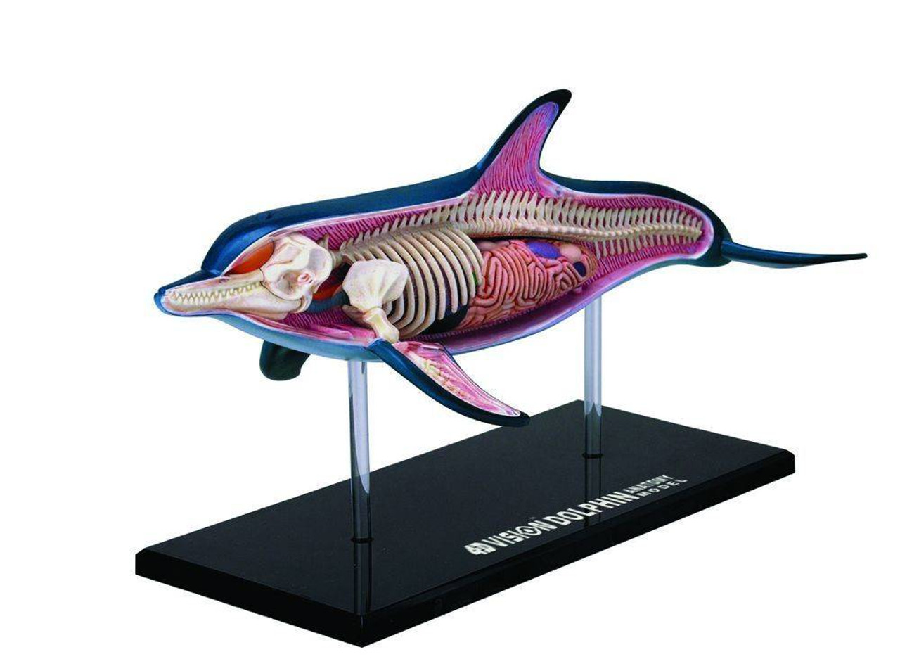 Anatomy Model Dolphin Puzzle 4D