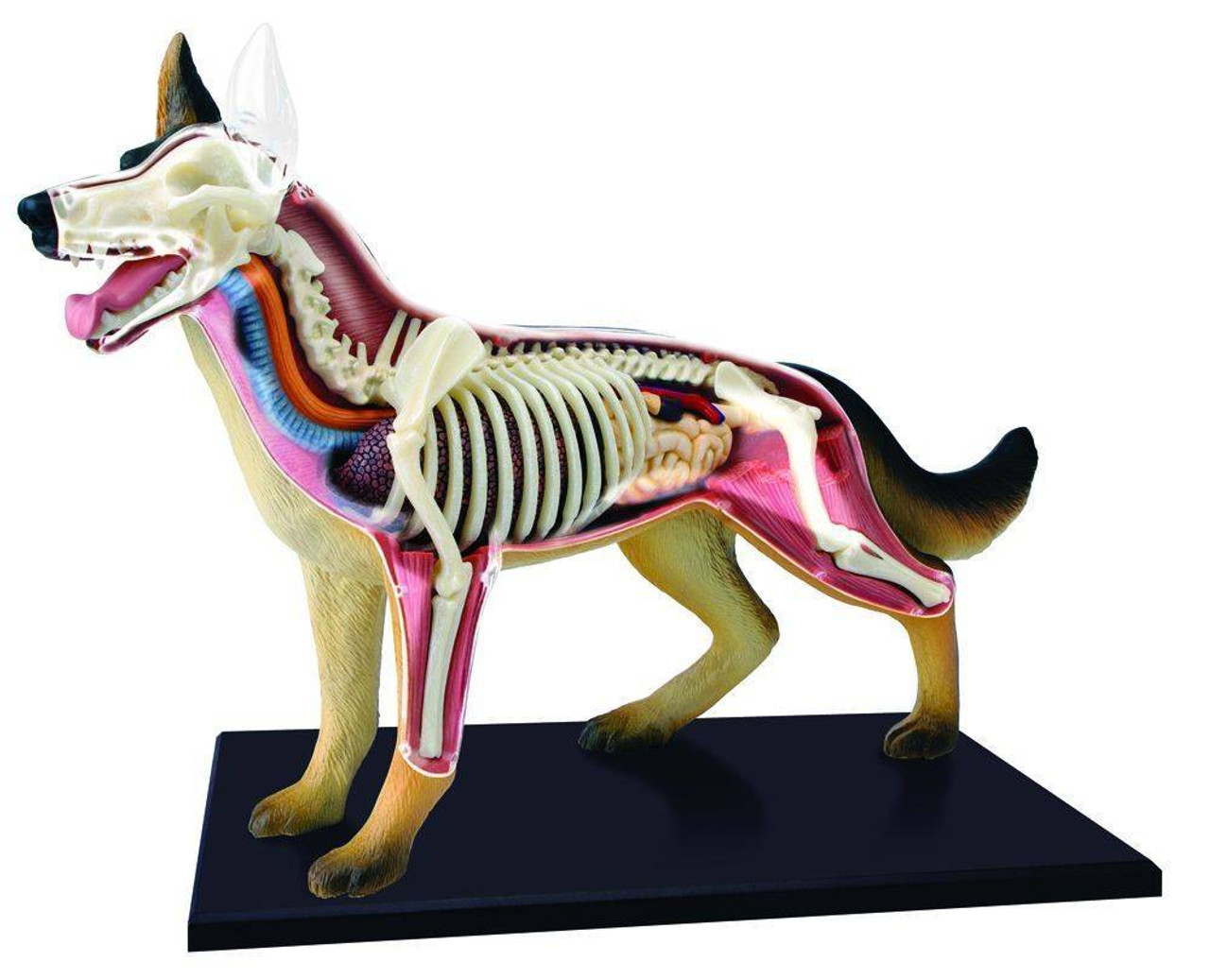 4D Vision Dog Anatomy Model