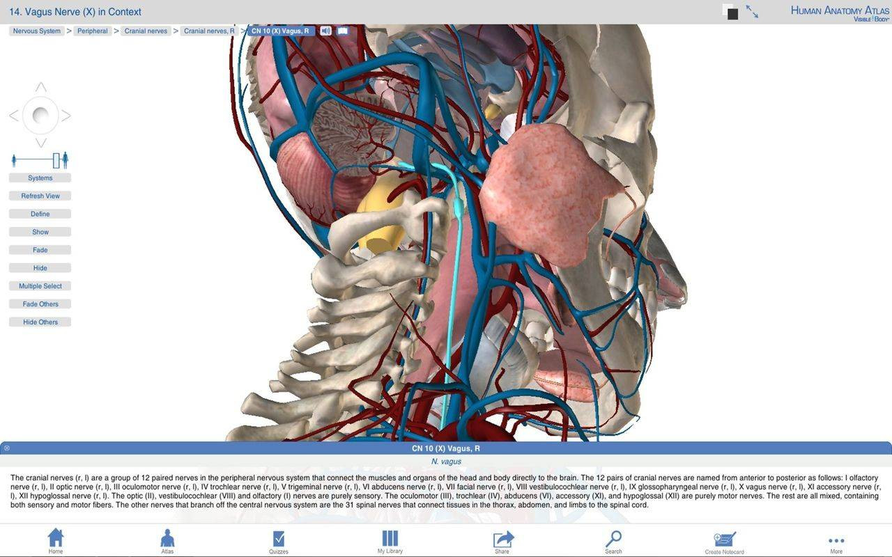 windows store visible body human anatomy atlas