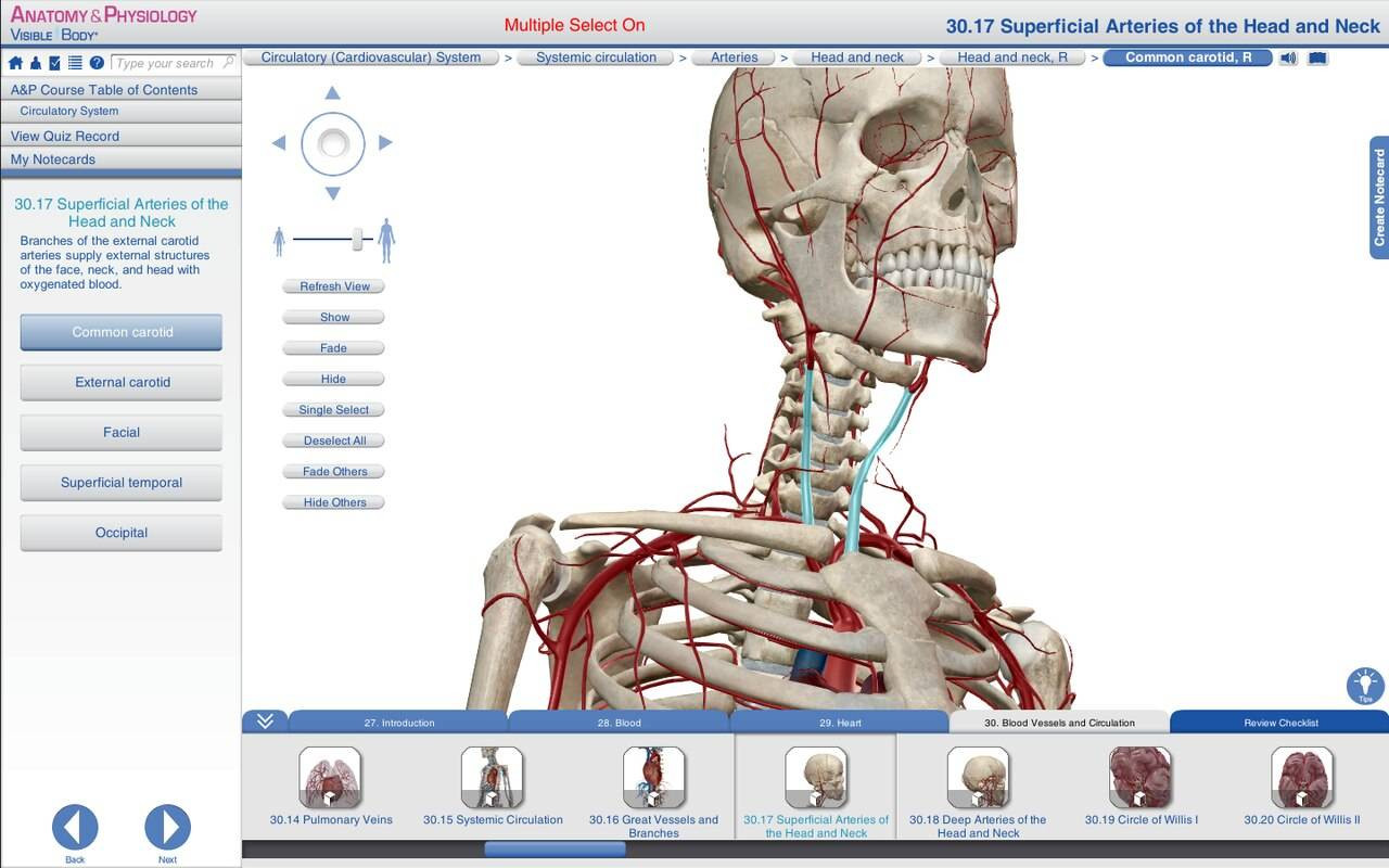 human anatomy atlas visible body