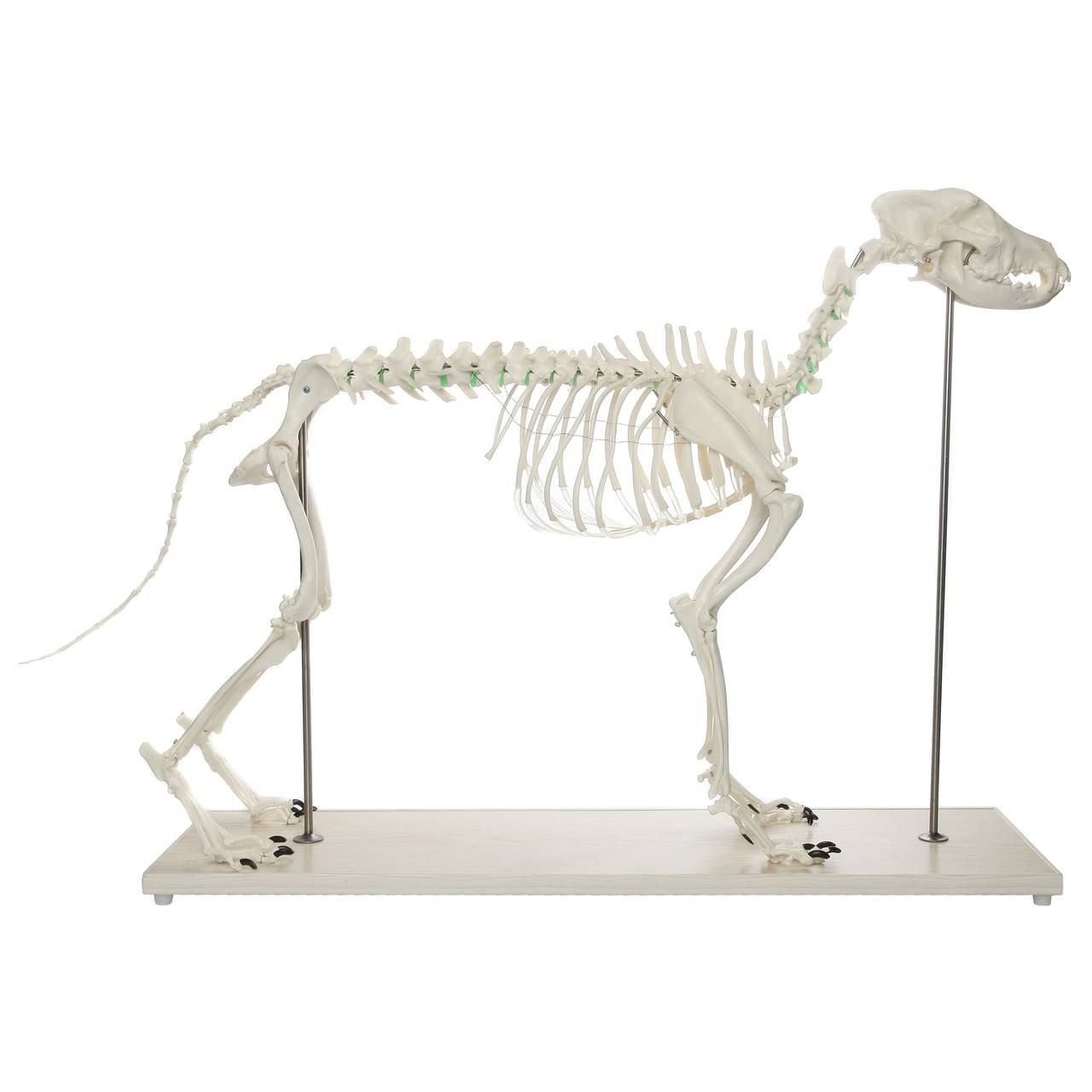 Axis Scientific Large Canine - Flexible Articulation on Base