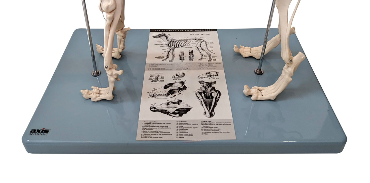 Anatomy Lab Canine Skeleton - Fixed Articulation on Base