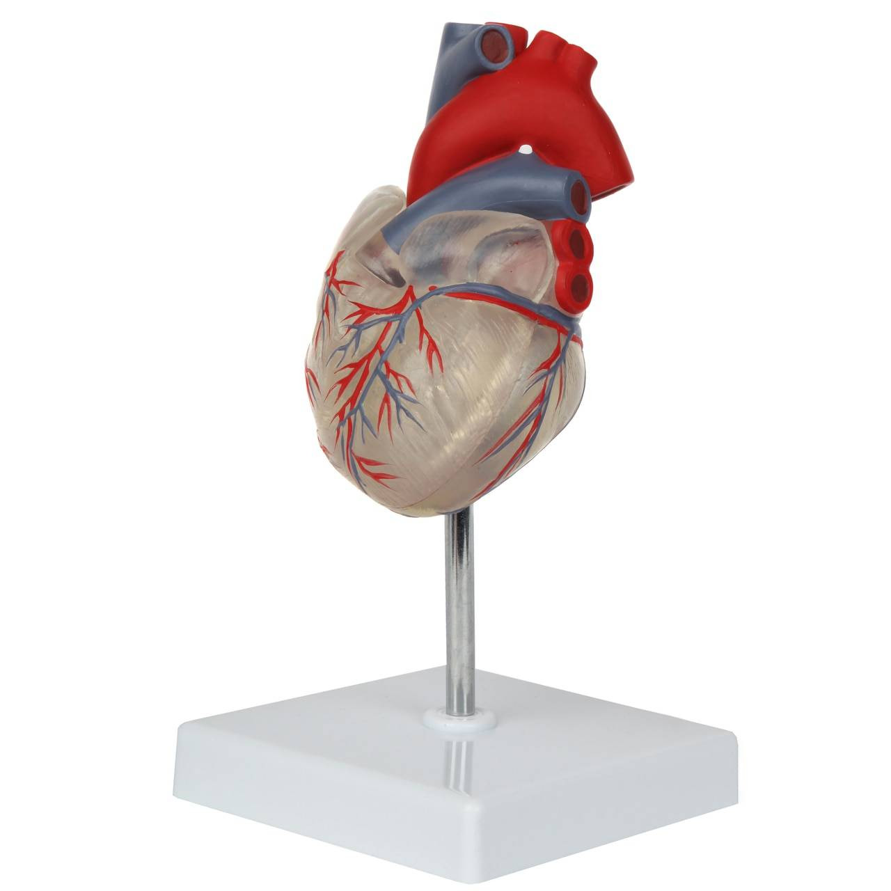 human heart transparent