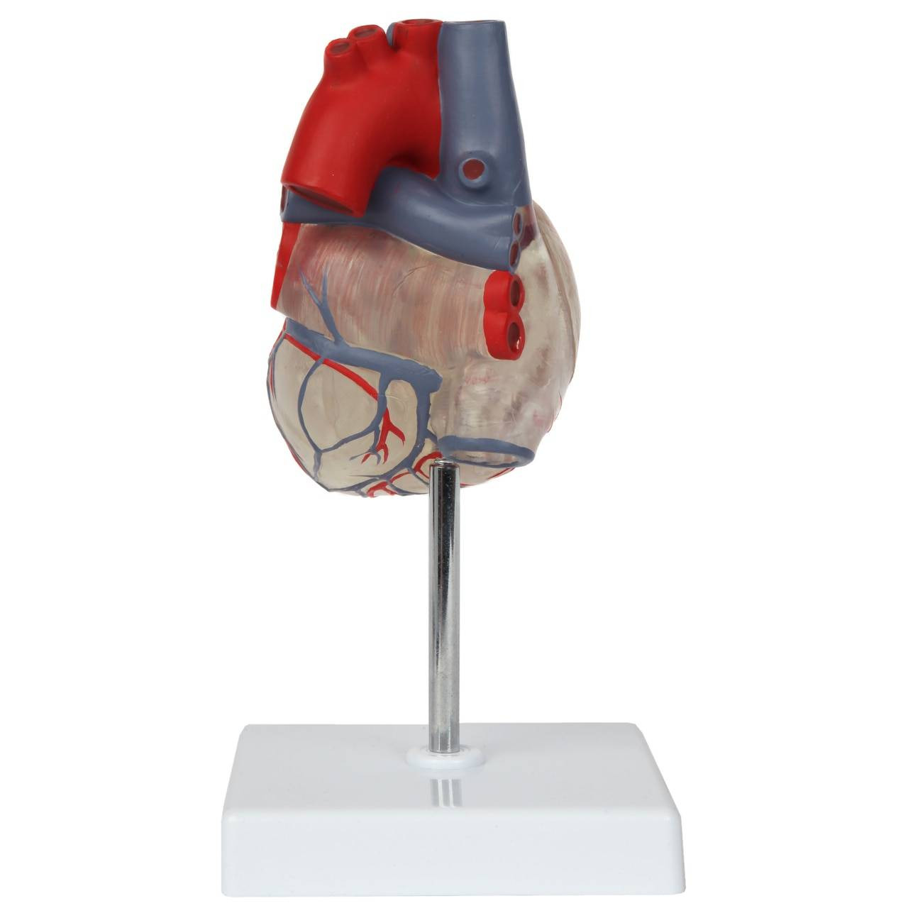 3D whole-body frontal view with semi-transparent skin (left) and