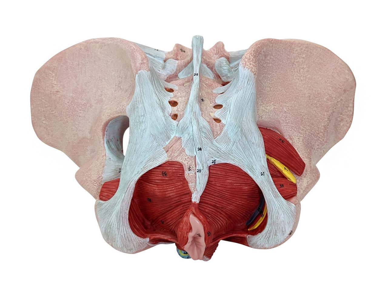 Axis Scientific Female Pelvis Model with Muscles Pelvic Floor, Ligaments,  and Nerves Anatomy Model