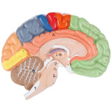 Anatomy Model 2 Part Regional Brain Axis Scientific