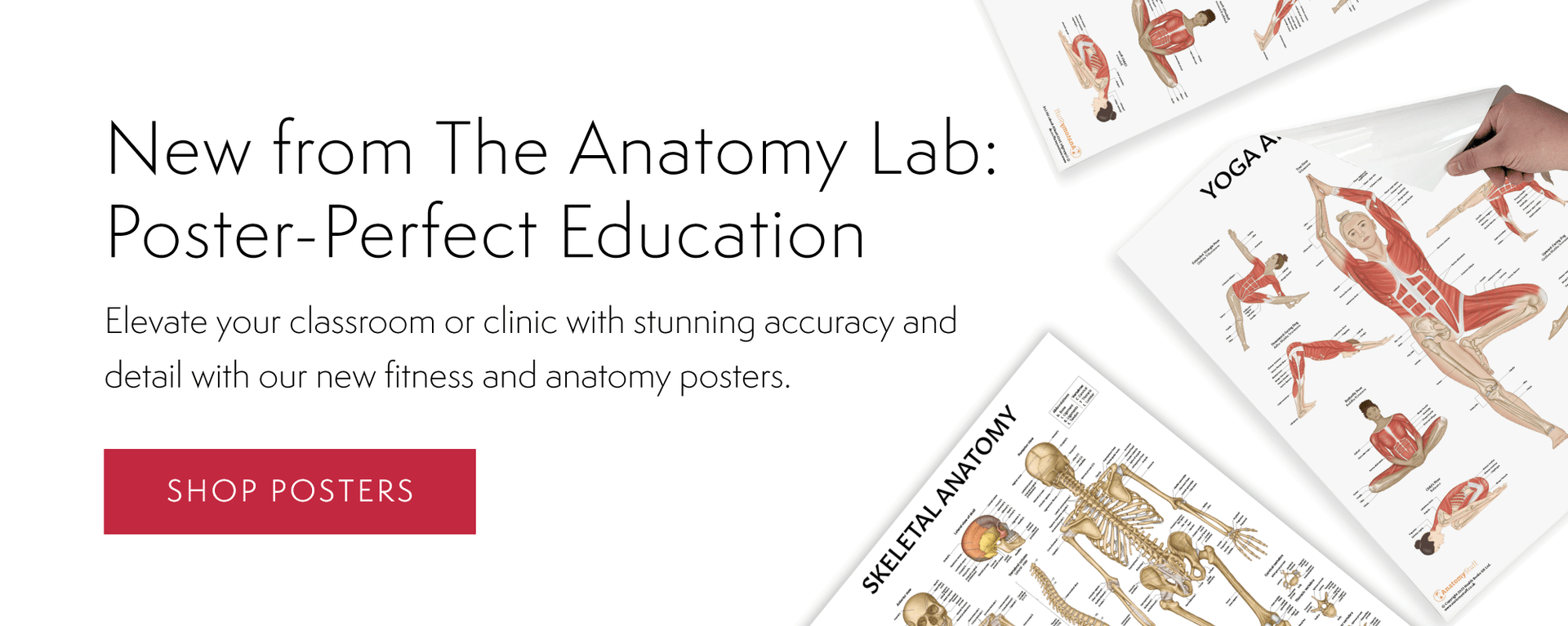 The Female Muscular System Laminated Anatomy Chart