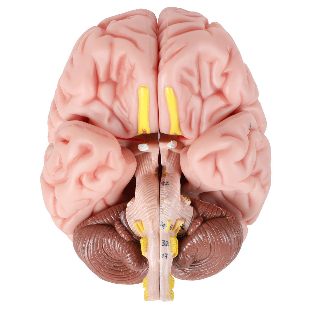Axis Scientific Translucent 3Part Skull Anatomy Model with Removable 8 Part Brain
