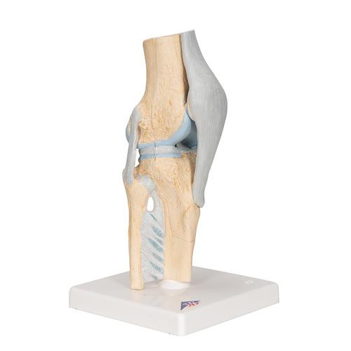 SOMSO Functional Model of the Knee Joint