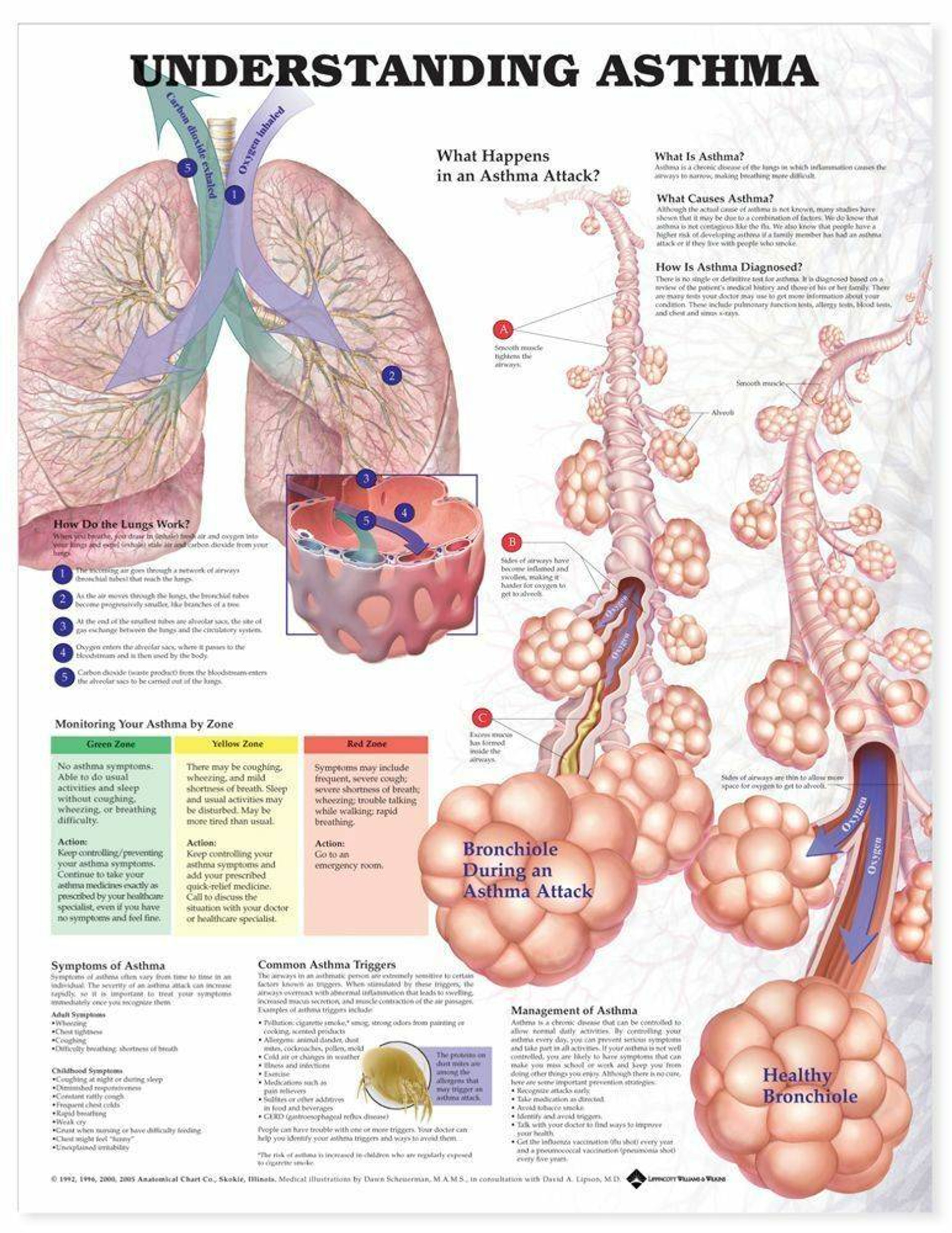 Anatomy Chart Understanding Influenza