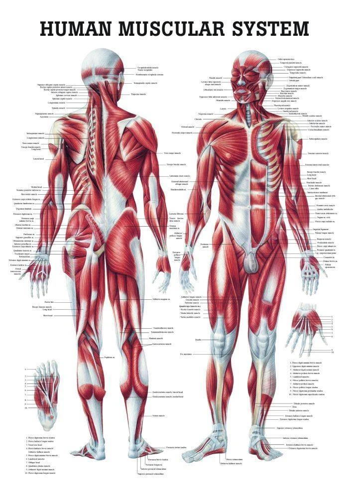 Anatomical Chart Company The Female Muscular System Laminated
