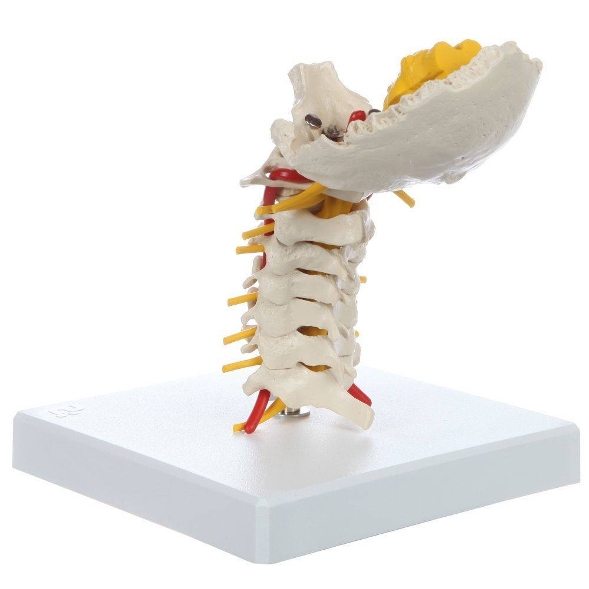 Rudiger Anatomie Flexible Cervical Vertebral Column