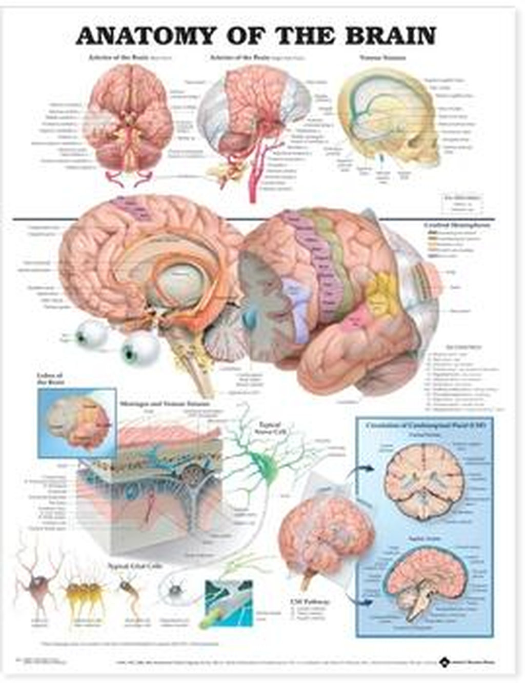 Anatomical Chart Company Anatomy Of The Brain Laminated Anatomical ...