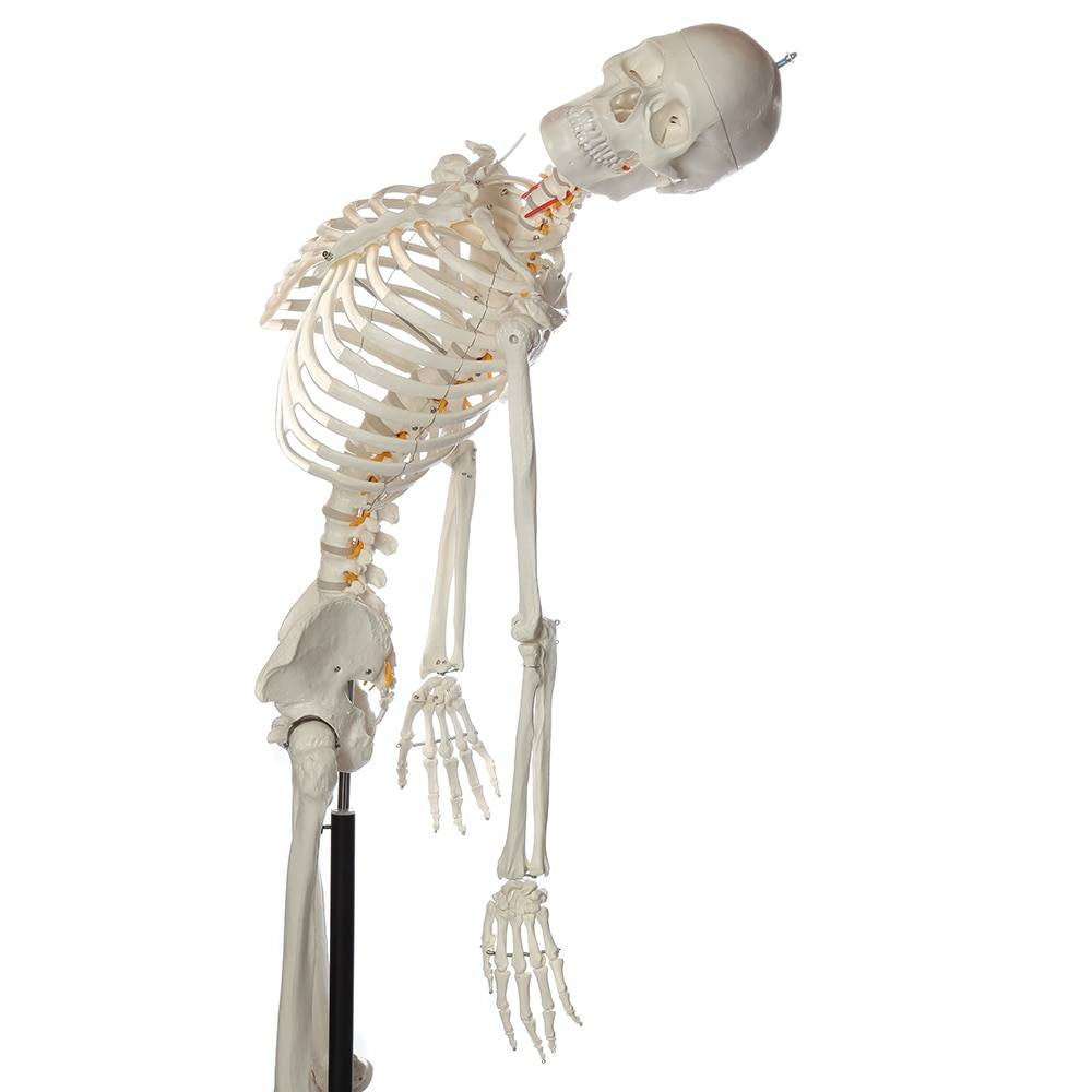 Axis Scientific Flexible Life Size Human Skeleton Anatomy Model With 