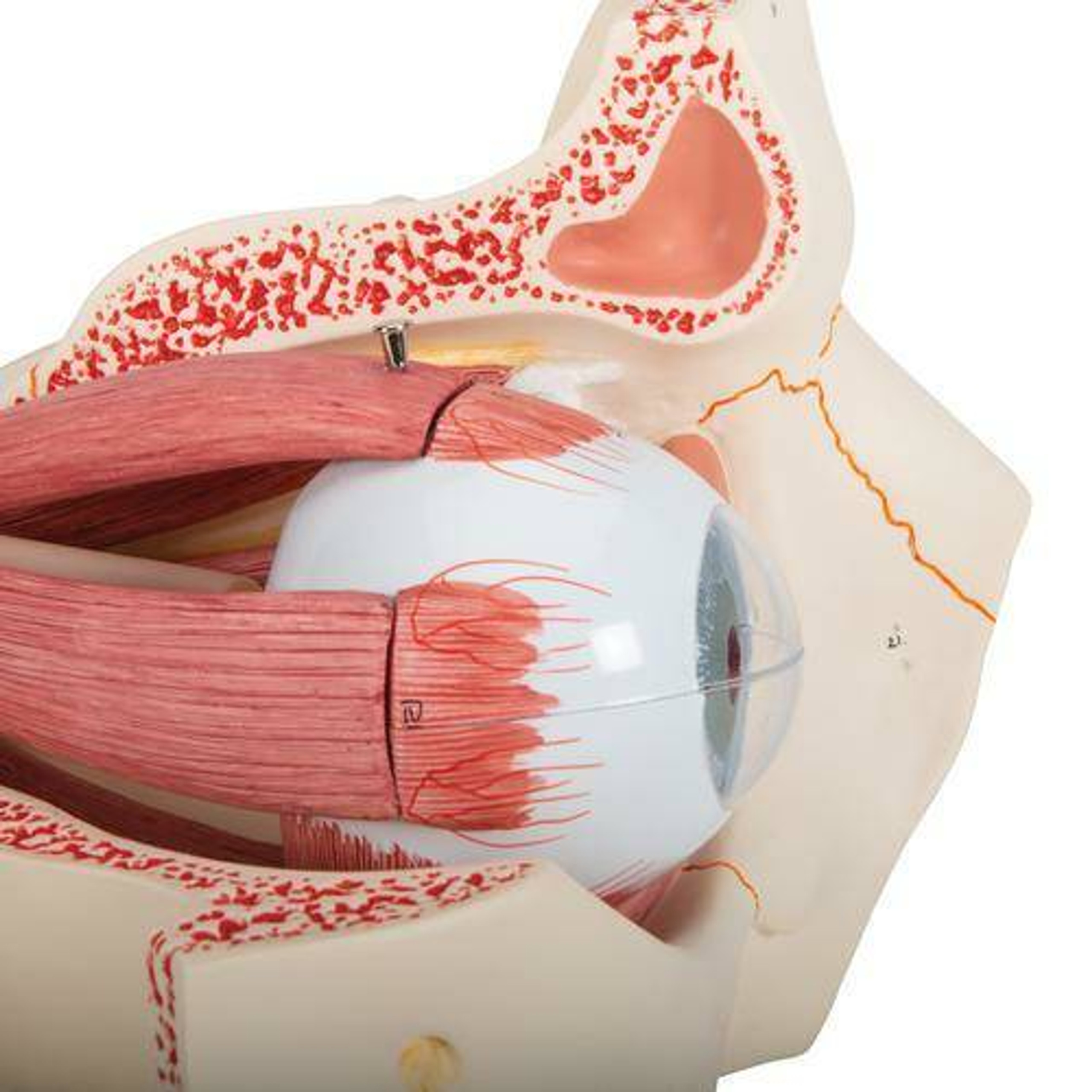 eye models anatomy