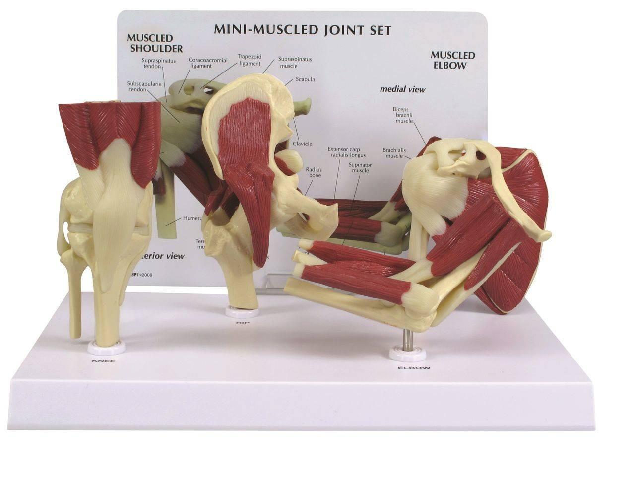 GPI Anatomicals Muscled Joint Model Set