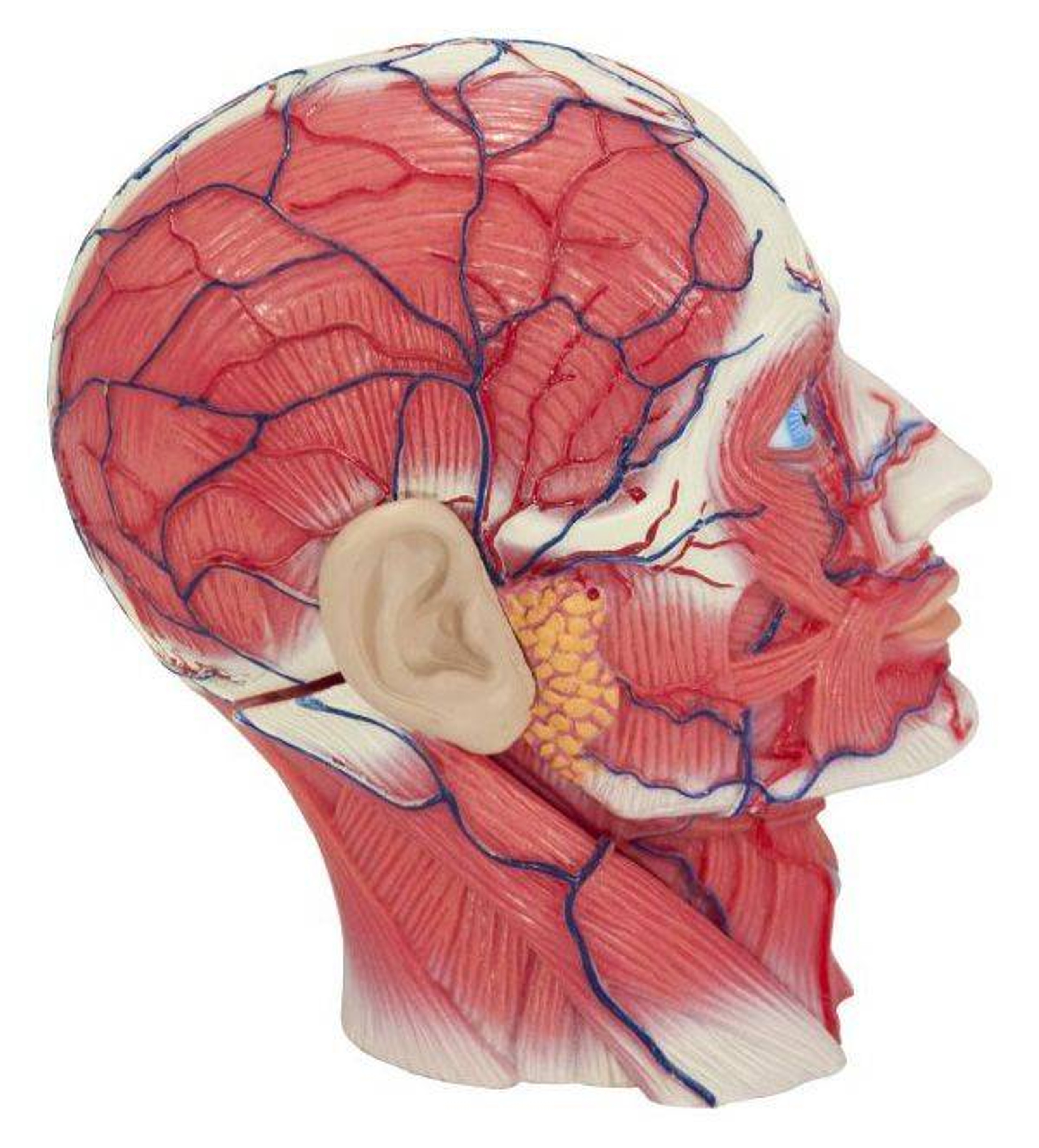 Anatomy Model Head Human