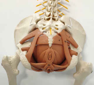rudiger-anatomie-premium-female-flexible-spine-with-pelvic-floor