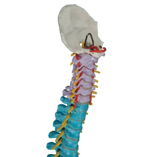 Anatomy Model Flexible Didactic Spine