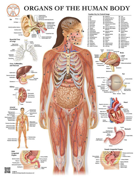 Organs of the Human Body Laminated Anatomical Wall Chart with Digital Download Code