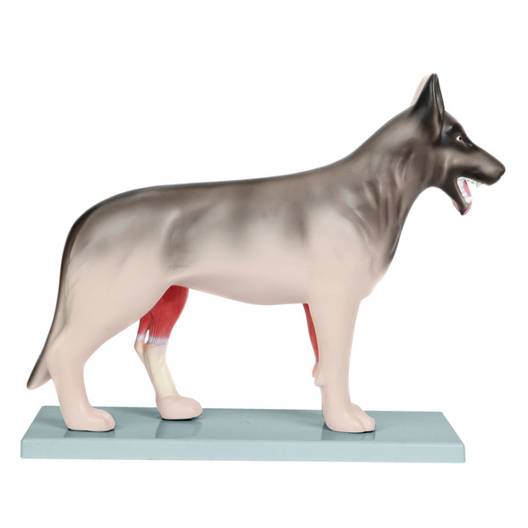 Canine Anatomy