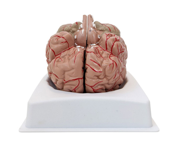  Human Brain Model, Anatomically Accurate Brain Model Life Size Human  Brain Anatomy for Science Classroom Study Display Teaching Medical Model :  Industrial & Scientific