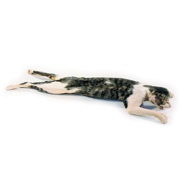 Anatomy Lab Cat Specimen, Double Injection, Vacuum Packed, Preserved Cat Specimen for Dissection