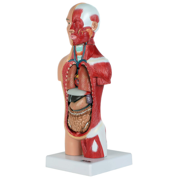 Axis Scientific 14-Part Micro Torso Anatomy Model 1