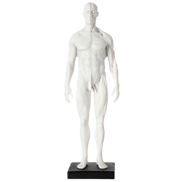 Axis Scientific Male Anatomical Sculpting Model with Muscles  - Front View