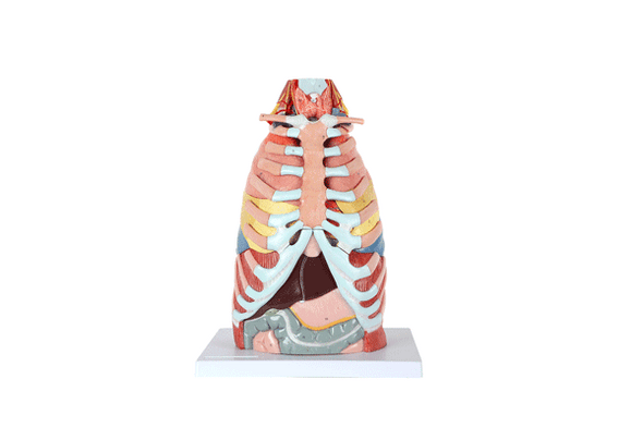 Axis Scientific 15-Part Laryngeal Cardiopulmonary Anatomy Model - Animation Featuring all 15 Parts of the Model Being Assembled and Disassembled.