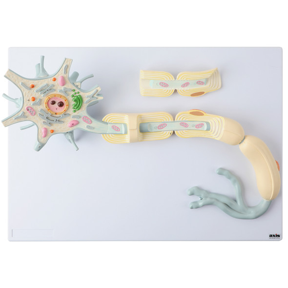 Axis Scientific Two-Part Neuron Model with Dendrite and Axon - Top View with the Mylin sheath bisected off. The closures are magnetic. 1