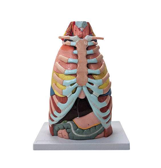 Clearance Products Anatomy Warehouse