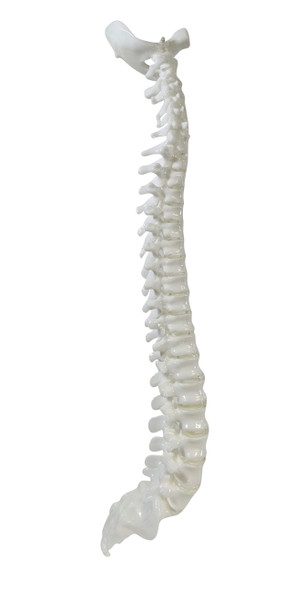 FlexBone Training Model - Tibia Bone