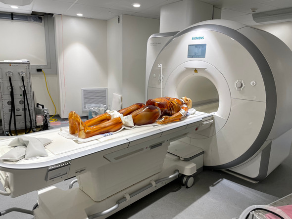 Adult Male Full Body X-Ray/CT and MRI Phantom Model 1