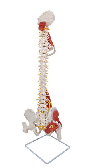 Axis Scientific Scapula Bone