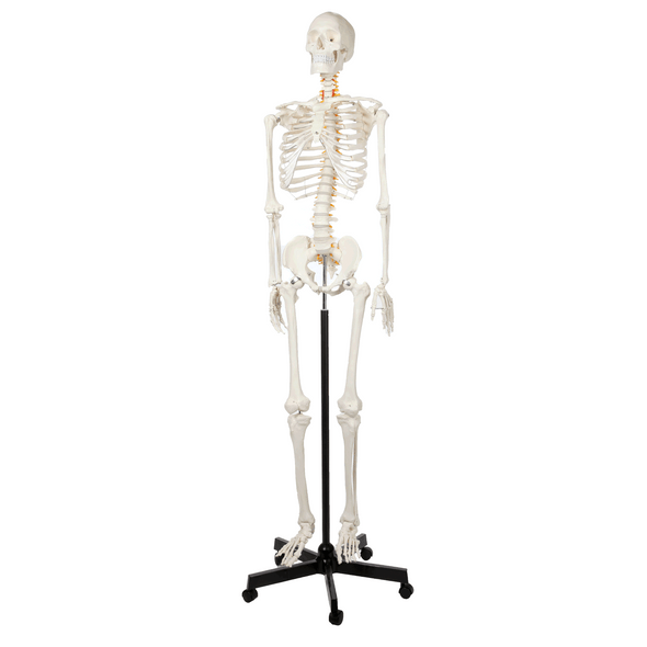 Axis Scientific Classic Human Skeleton with Study and Numbering Guide GIF 360 Degree Rotation 1