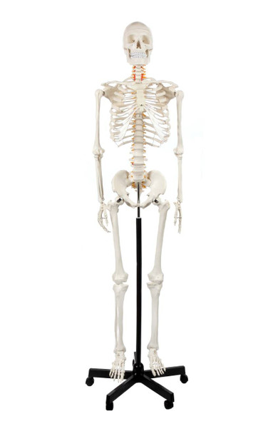 Axis Scientific Classic Human Skeleton with Study and Numbering Guide Axis Scientific Classic Human Skeleton with Study and Numbering Guide