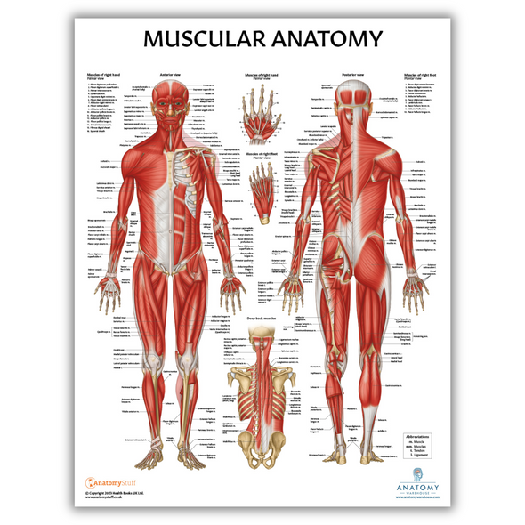 Pilates Anatomy Poster Set 