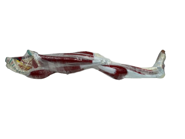 Full view of muscled leg, wrapped in shrink wrap