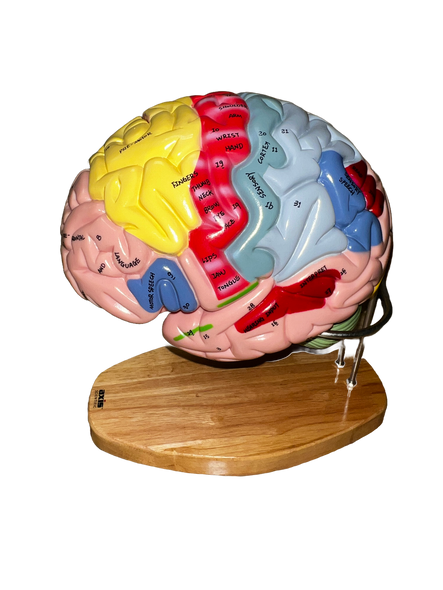 Outer view of brain