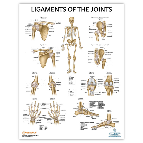 Rudiger Anatomie Joints and Ligaments Laminated Anatomy Chart Anatomy