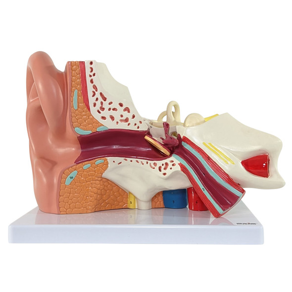 ear anatomy model labeled