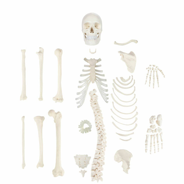 Axis Scientific Disarticulated Life-Size Half Skeleton Anatomy Model Overview
