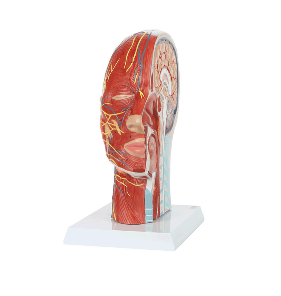 Axis Scientific Half Head with Muscles, Nerves and Vasculature 1